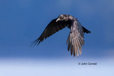 Bird-of-Prey;Corvus-caurinus;Flying-Bird;Northwest-Crow;Photography-soar;action;